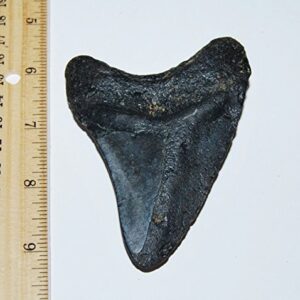 MEGALODON TOOTH Fossil SHARK 3.879 inches - Up to 25 Million Years Old #1537 7o
