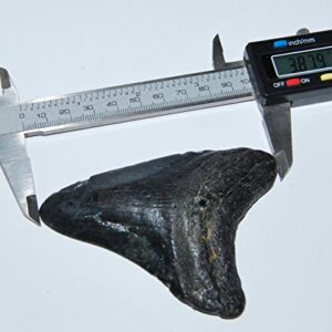 MEGALODON TOOTH Fossil SHARK 3.879 inches - Up to 25 Million Years Old #1537 7o