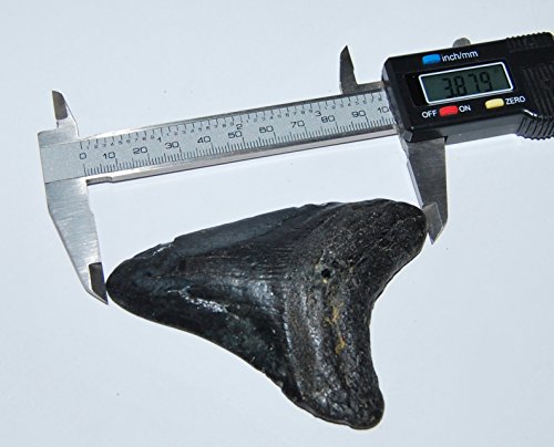 MEGALODON TOOTH Fossil SHARK 3.879 inches - Up to 25 Million Years Old #1537 7o