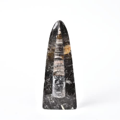 JIC Gem Orthoceras Fossil Frome Morocco(5-6 Inches)