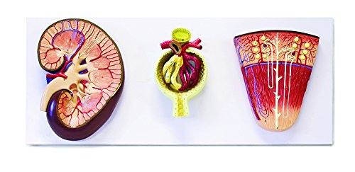 Jackson Global JS00092 3 Models Set Shows The Basic Structure of Kidney | Enlarged 3X | Bowman’s Capsule 700x and Nephron 120x | Accompanying Key Card