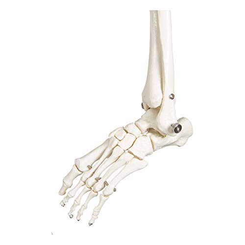 Buddy the Budget Skeleton-1021930 - Human Skeleton Anatomical Model - Life Size – Includes two wall charts