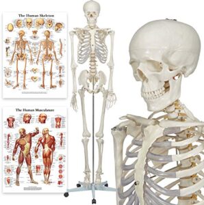 buddy the budget skeleton-1021930 – human skeleton anatomical model – life size – includes two wall charts