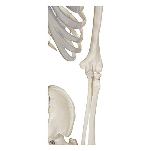 Buddy the Budget Skeleton-1021930 - Human Skeleton Anatomical Model - Life Size – Includes two wall charts