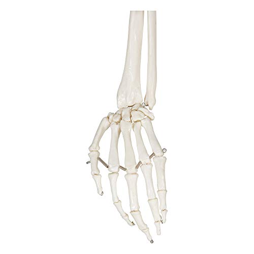 Buddy the Budget Skeleton-1021930 - Human Skeleton Anatomical Model - Life Size – Includes two wall charts