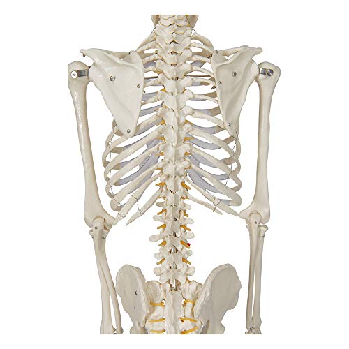 Buddy the Budget Skeleton-1021930 - Human Skeleton Anatomical Model - Life Size – Includes two wall charts