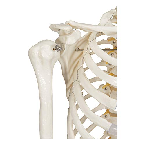 Buddy the Budget Skeleton-1021930 - Human Skeleton Anatomical Model - Life Size – Includes two wall charts