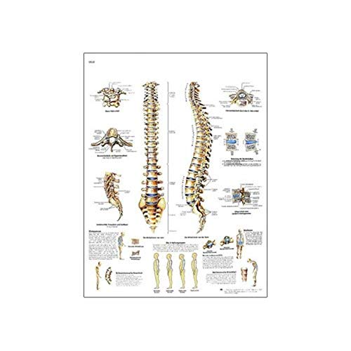 3B Scientific VR0152L Glossy UV Resistant Laminated Paper Die Menschliche Wirbelsaule Anatomie Und Pathologie Anatomical Chart (Spinal Column Anatomical Chart, German), Poster Size 20" Width x 26" Height