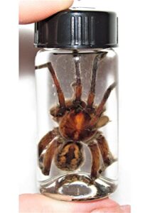 bicbugs wet specimen real huge giant wolf spider xl tarantula preserved in vial