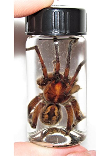 BicBugs Wet Specimen Real Huge Giant Wolf Spider XL Tarantula Preserved in Vial