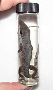 bicbugs anole lizard wet specimen