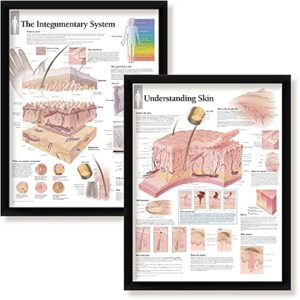 set of 2 framed medical posters the integumentary system and understanding skin 22″x28″ wall diagrams educational informational doctors office charts