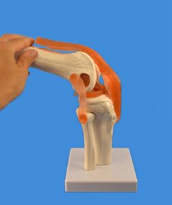 wellden product anatomical human knee joint model, w/ligaments, functional, life size