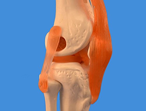 Wellden Product Anatomical Human Knee Joint Model, w/Ligaments, Functional, Life Size