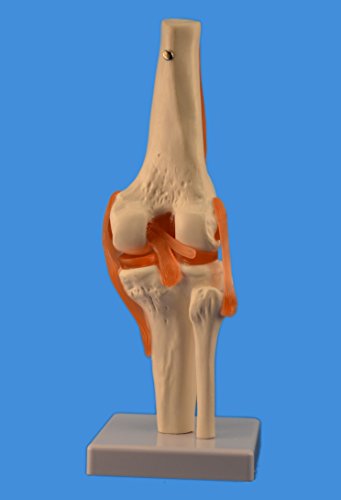 Wellden Product Anatomical Human Knee Joint Model, w/Ligaments, Functional, Life Size