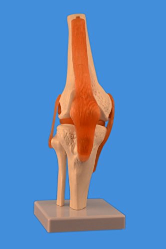 Wellden Product Anatomical Human Knee Joint Model, w/Ligaments, Functional, Life Size