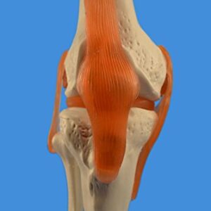 Wellden Product Anatomical Human Knee Joint Model, w/Ligaments, Functional, Life Size