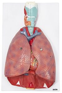 axis scientific human lung and respiratory system model | 3/4 life size model has 7 removable parts | includes 2 part heart and detachable larynx | includes product manual