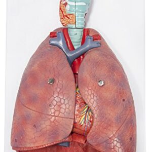 Axis Scientific Human Lung and Respiratory System Model | 3/4 Life Size Model has 7 Removable Parts | Includes 2 Part Heart and Detachable Larynx | Includes Product Manual