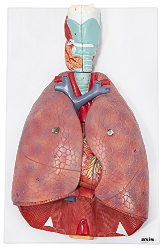 Axis Scientific Human Lung and Respiratory System Model | 3/4 Life Size Model has 7 Removable Parts | Includes 2 Part Heart and Detachable Larynx | Includes Product Manual