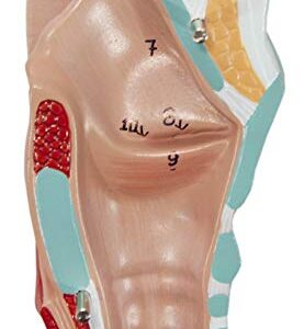 Axis Scientific Human Lung and Respiratory System Model | 3/4 Life Size Model has 7 Removable Parts | Includes 2 Part Heart and Detachable Larynx | Includes Product Manual