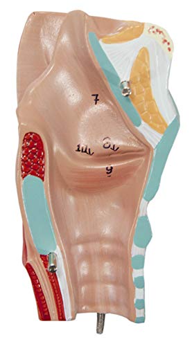 Axis Scientific Human Lung and Respiratory System Model | 3/4 Life Size Model has 7 Removable Parts | Includes 2 Part Heart and Detachable Larynx | Includes Product Manual