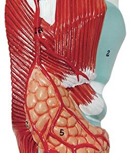 Axis Scientific Human Lung and Respiratory System Model | 3/4 Life Size Model has 7 Removable Parts | Includes 2 Part Heart and Detachable Larynx | Includes Product Manual