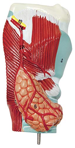 Axis Scientific Human Lung and Respiratory System Model | 3/4 Life Size Model has 7 Removable Parts | Includes 2 Part Heart and Detachable Larynx | Includes Product Manual