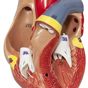 Axis Scientific Human Lung and Respiratory System Model | 3/4 Life Size Model has 7 Removable Parts | Includes 2 Part Heart and Detachable Larynx | Includes Product Manual