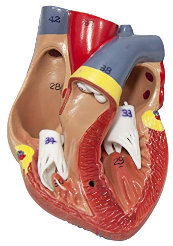 Axis Scientific Human Lung and Respiratory System Model | 3/4 Life Size Model has 7 Removable Parts | Includes 2 Part Heart and Detachable Larynx | Includes Product Manual