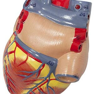 Axis Scientific Human Lung and Respiratory System Model | 3/4 Life Size Model has 7 Removable Parts | Includes 2 Part Heart and Detachable Larynx | Includes Product Manual