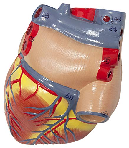 Axis Scientific Human Lung and Respiratory System Model | 3/4 Life Size Model has 7 Removable Parts | Includes 2 Part Heart and Detachable Larynx | Includes Product Manual