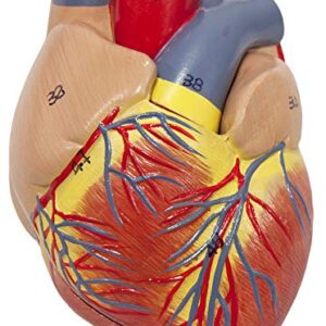 Axis Scientific Human Lung and Respiratory System Model | 3/4 Life Size Model has 7 Removable Parts | Includes 2 Part Heart and Detachable Larynx | Includes Product Manual