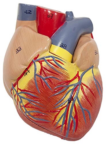 Axis Scientific Human Lung and Respiratory System Model | 3/4 Life Size Model has 7 Removable Parts | Includes 2 Part Heart and Detachable Larynx | Includes Product Manual