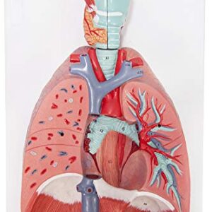 Axis Scientific Human Lung and Respiratory System Model | 3/4 Life Size Model has 7 Removable Parts | Includes 2 Part Heart and Detachable Larynx | Includes Product Manual