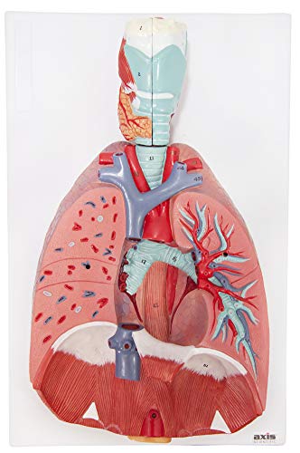 Axis Scientific Human Lung and Respiratory System Model | 3/4 Life Size Model has 7 Removable Parts | Includes 2 Part Heart and Detachable Larynx | Includes Product Manual
