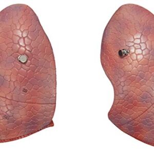 Axis Scientific Human Lung and Respiratory System Model | 3/4 Life Size Model has 7 Removable Parts | Includes 2 Part Heart and Detachable Larynx | Includes Product Manual