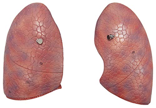 Axis Scientific Human Lung and Respiratory System Model | 3/4 Life Size Model has 7 Removable Parts | Includes 2 Part Heart and Detachable Larynx | Includes Product Manual