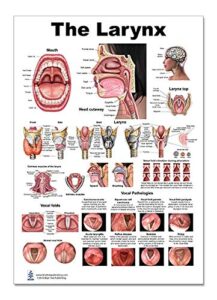 larynx poster, voice, education, vocal folds, mouth, head cutview, vocal pathology, size 12x17inch