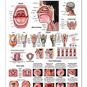 Larynx Poster, Voice, Education, Vocal Folds, Mouth, Head Cutview, Vocal Pathology, Size 12x17inch