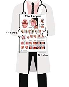 Larynx Poster, Voice, Education, Vocal Folds, Mouth, Head Cutview, Vocal Pathology, Size 12x17inch