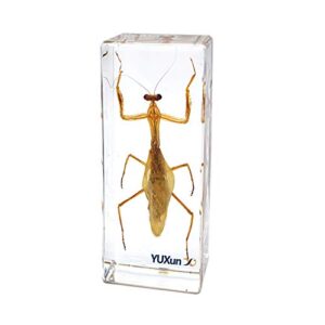 cherish xt insect display taxidermy mantis hierodula patellifera praying mantis specimen paperweight science clammroom speciemn for science education