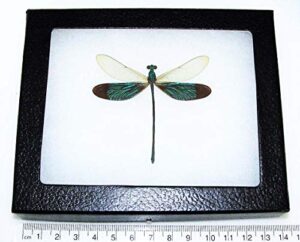 bicbugs neurobasis chinensis real framed green horizontal dragonfly damselfly indonesia