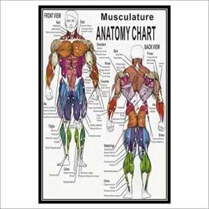 gathertool 1pc muscular system anatomical poster muscle anatomy chart anatomical chart human body educational for human anatomy poster (color : english edition, size : 40x60cm no frame)