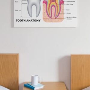 Dental Chart Wall Art Poster Dental Office Decor Nursing School Essentials Dental Medical Assistant Accessories Tooth Anatomy Science Posters Teacher Supplies Cool Wall Decor Art Print Poster 18x12