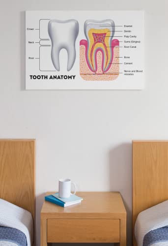 Dental Chart Wall Art Poster Dental Office Decor Nursing School Essentials Dental Medical Assistant Accessories Tooth Anatomy Science Posters Teacher Supplies Cool Wall Decor Art Print Poster 18x12