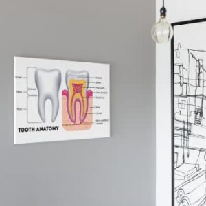 Dental Chart Wall Art Poster Dental Office Decor Nursing School Essentials Dental Medical Assistant Accessories Tooth Anatomy Science Posters Teacher Supplies Cool Wall Decor Art Print Poster 18x12