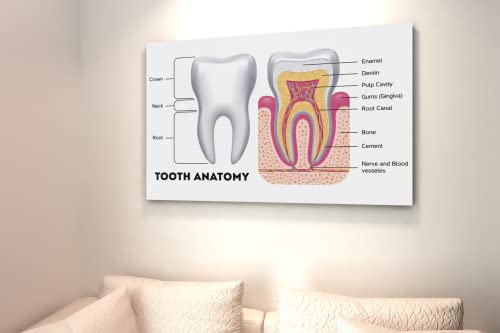 Dental Chart Wall Art Poster Dental Office Decor Nursing School Essentials Dental Medical Assistant Accessories Tooth Anatomy Science Posters Teacher Supplies Cool Wall Decor Art Print Poster 18x12