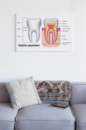 Dental Chart Wall Art Poster Dental Office Decor Nursing School Essentials Dental Medical Assistant Accessories Tooth Anatomy Science Posters Teacher Supplies Cool Wall Decor Art Print Poster 18x12