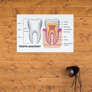 Dental Chart Wall Art Poster Dental Office Decor Nursing School Essentials Dental Medical Assistant Accessories Tooth Anatomy Science Posters Teacher Supplies Cool Wall Decor Art Print Poster 18x12